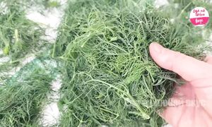 Хватит сушить укроп! Лучший способ сохранить зелень на зиму  Еда на любой вкус