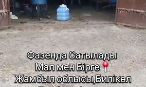 Жамбыл облысы, Билікөл ауданы, Дарбаза ауылы Фазенда Сатылады???????? 8 771 254 23 38