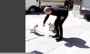 Смешные коты! С ОЗВУЧКОЙ! Кот сломался! ЛУЧШИЕ Смешные животные 2026