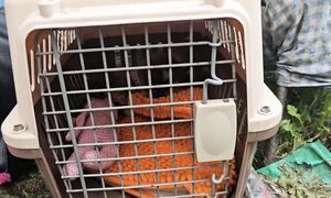 ПОЧЕМУ ОСТАЛАСЬ В ХАКАСИИ И НЕ ЕДУ В АБХАЗИЮ Ответы в конце видео | Дача в Сибири РОЗЫ