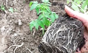 Правильная Высадка Рассады ГНОМОВ #гномы #рассада #помидоры #помідори #полезныесоветы #рекомендации