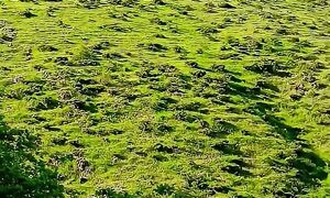 #армения #короткоевидео #вирусное #армения