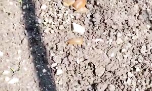 Средство от слизней номер один