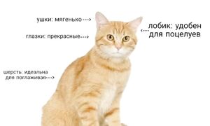 МЕМЫ 2026 - Лучшие МЕМЫ С КОТАМИ! Мемосики от Мурзика
