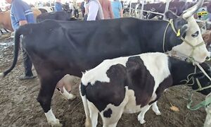 Бүгінгі баға қандай Мал базар Тараз 05.07.2026