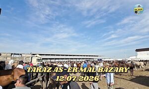 Бүгінгі жылқы бағасы 12.07.2026 Тараз мал базары????