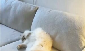 Коты и кошки с озвучкой ???? Самые смешные приколы с животными до слёз!
