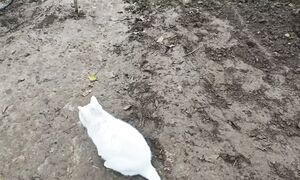Мой пруд