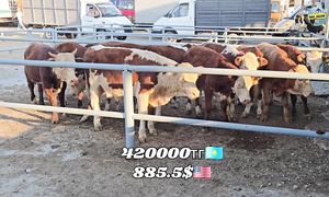 Бүгінгі мал базарға шолу 02.08.2026