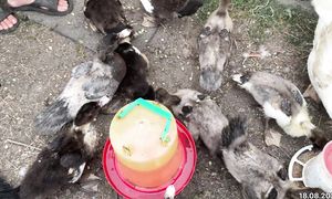 Индоутка балапандарына 1 ай. 18.08.2026