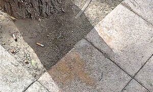 ASI SE ANDA CON PERROS EN ESPAÑA