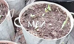 Итоги огорода в контейнерах 2.0 #огороднаподоконнике #дача