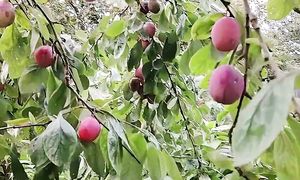 Впервые со мной такое???? #дача #огород #слива