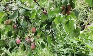 10 дней не была на огороде #дача #огород
