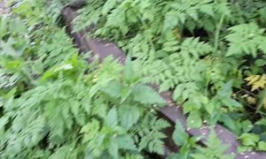 VLOG: Украл цветок для мамы