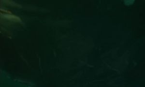 Монстр из Глубин. Настоящая История Моби Дика