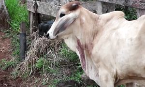 10 Страшных животных-вампиров, о которых нужно знать