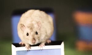 Крысиный волк. Безжалостный пожиратель крыс