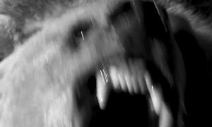 Медведь-убийца Кесагаке. Кровавый пожиратель женщин и детей