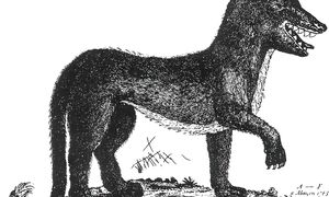 Самые известные Животные-людоеды, убившие более 1000 человек. Большой выпуск