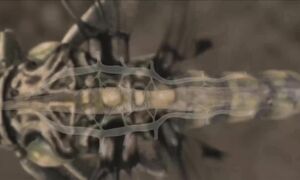 Спасибо, что вымерли