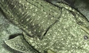 Хищник уровня БОГ