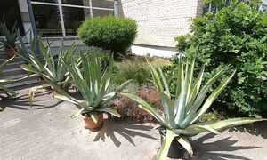 Kaišiadorys Литва  лучше чем Италия