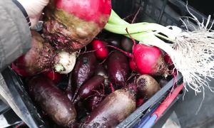 Осенние дела на огороде / Второй урожай перца / Георгины / Влог