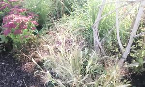 Сад в октябре / Что цветет?