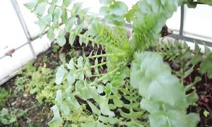 Овощи из-под снега! Собираю урожай в конце ноября / Овощи, которые не боятся морозов