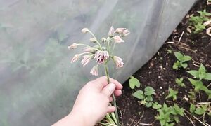 Моя коллекция луков многолетних / Аллярий