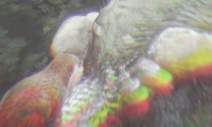 А что, если динозавры не вымерли?