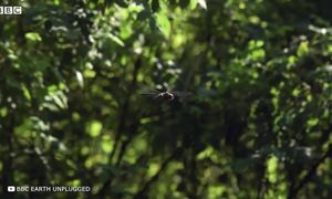 Это Насекомое Невозможно Убить Даже Микроволновкой