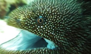 Они Думали, Что Акула Не Пролезет в Клетку