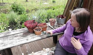 Как подбирать растения для клумбы и контейнера / основы композиции