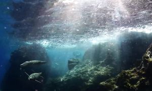 Спасибо за вымирание