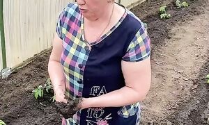 Высадка помидоров. Андрей Лунёв.