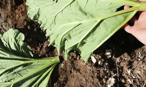 Люблю работать! Обзор огорода на начало июня / Много фасоли / Виноград