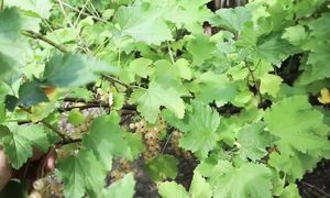 Большой обзор огорода в начале июля