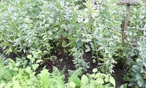 БОЛЬШОЙ обзор огорода в июле