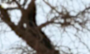 Экзотические Змеи Мира: Удивительные Способности Самой Редкой Змеи