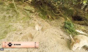 Эта Пустыня Полностью Захвачена Змеями