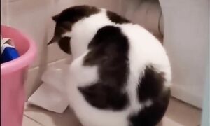 Приколы с котами! - СМЕШНОЕ ВИДЕО С КОТАМИ! С ОЗВУЧКОЙ! Смешные животные!