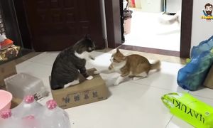 Приколы с котами СМЕШНЫЕ КОТЫ С озвучкой САМЫЕ смешные животные