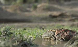 ОНА ПОЖИРАЛА ДИНОЗАВРОВ!