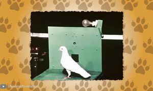 Вот Что в Австралии Делают с Миллионами Змей