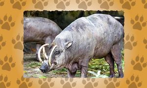 Сравнение Самых Больших Зубов Животных в Мире