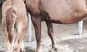 07.07.2024 Тараз Жамбыл Ас-ер мал базар Жылқылар бағасы Құлынды бие Айғыр Тайлар