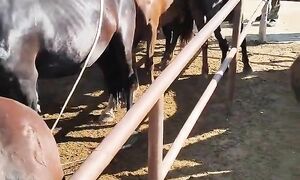 25.08.2024Тараз Жамбыл Ас-ер мал базар Жылқылар бағасы.Horse market Kazakhstan