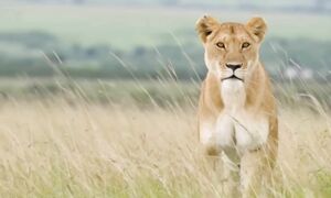 Львы-людоеды Нджомбе. Прайд львов убивший 1500 человек